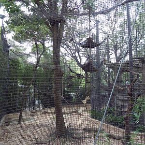 World Of Primates - Agile Gibbon/Siamang Exhibit
