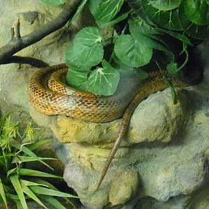 Corn snake