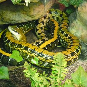 Taiwan beauty snake