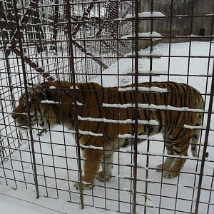 Tiger in winter