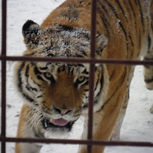 Tiger in winter