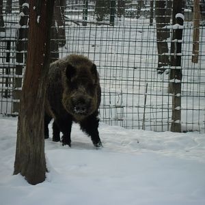 Wild boar
