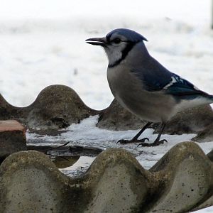 Blue Jay