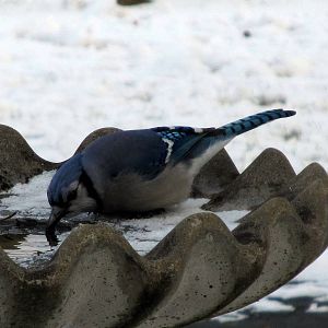 Blue Jay