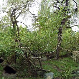 Red Ruffed Lemur Exhibit