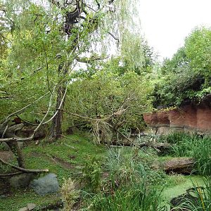 Red Ruffed Lemur Exhibit