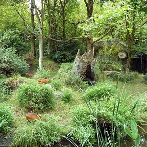 Red-Flanked Duiker/Colobus Monkey Exhibit