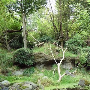 Red-Flanked Duiker/Colobus Monkey Exhibit