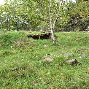Japanese Serow Exhibit