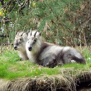 Japanese Serow