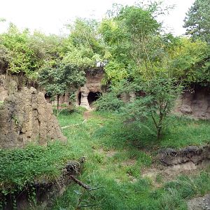 African Wild Dog Exhibit