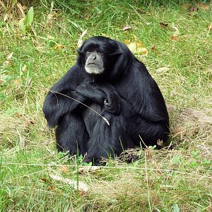 Siamang