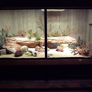 Gila Monster Exhibit