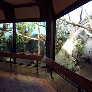 Matschie's Tree Kangaroo Exhibit