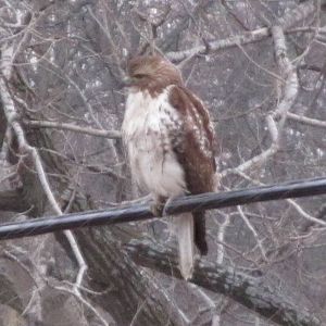 Red-tailed Hawk
