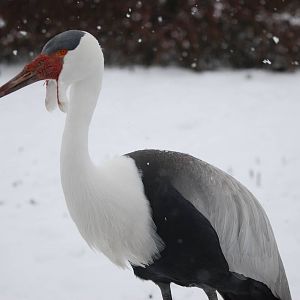 Wattled Crane, Blackbrook in the Snow (again!) 27/12/10