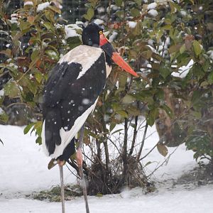 Saddle-billed Stork, Blackbrook in the Snow (again!) 27/12/10