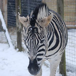 Damara Zebra, Blackbrook in the Snow (again!) 27/12/10