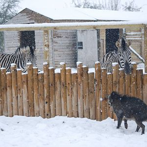 Damara Zebras and Visayan Warty Pig, Blackbrook in the Snow (again!) 27/12/