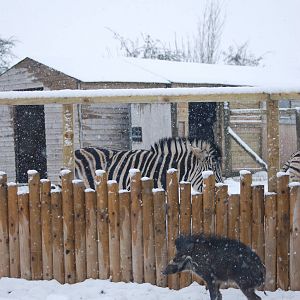 Damara Zebra and Visayan Warty Pig, Blackbrook in the Snow (again!) 27/12/1