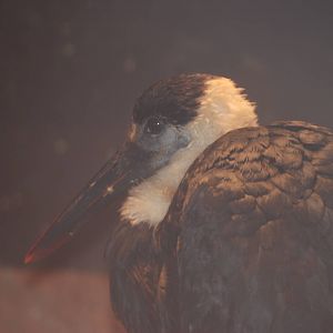 Asian Woolly-necked Stork, Blackbrook in the Snow (again!) 27/12/10