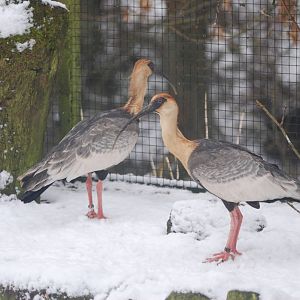 Buff-necked Ibis, Blackbrook in the Snow (again!) 27/12/10