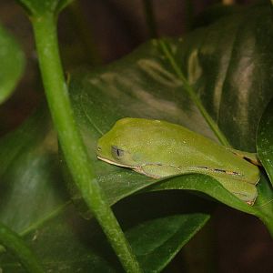 Tiger-legged Leaf Frog, Blackbrook in the Snow (again!) 27/12/10