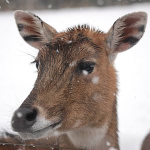 Nilgai, Blackbrook in the Snow (again!) 27/12/10