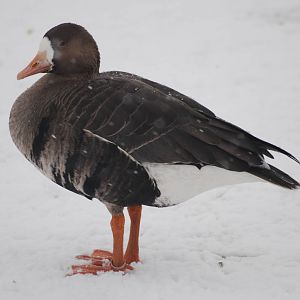 Tule White-fronted Goose, Blackbrook in the Snow (again!) 27/12/10