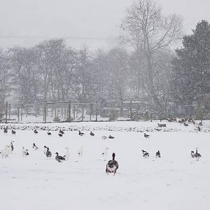 European Lake, Blackbrook in the Snow (again!) 27/12/10