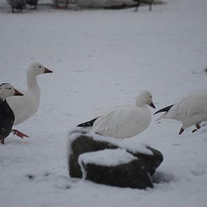 Greater Snow Geese, Blackbrook in the Snow (again!) 27/12/10