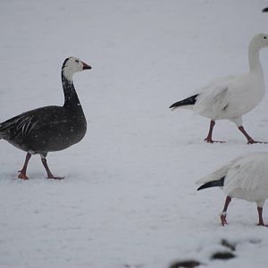Greater Snow Geese, Blackbrook in the Snow (again!) 27/12/10