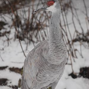 Florida Sandhill Crane, Blackbrook in the Snow (again!) 27/12/10