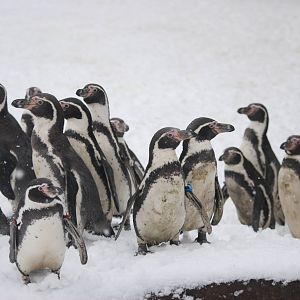 Humboldt Penguins, Blackbrook in the Snow (again!) 27/12/10