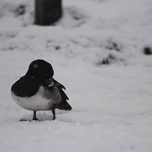 Ring-necked Duck, Blackbrook in the Snow (again!) 27/12/10