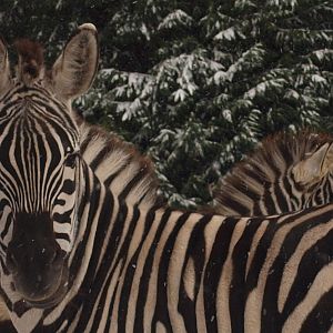 zebras in the snow