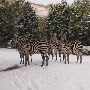 zebras in the snow (again)