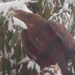 white tailed sea eagle