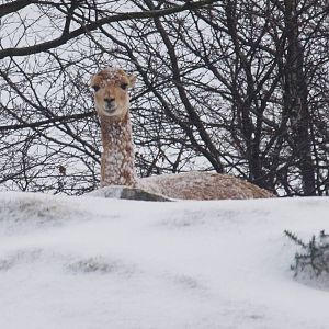 Vicuna