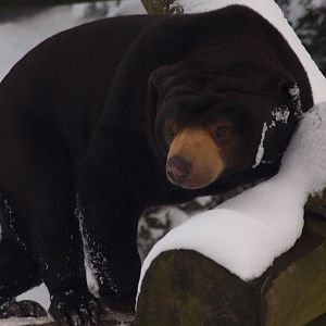 sun bear