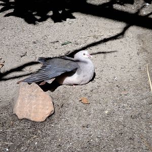 Mauritius Pink Pigeon