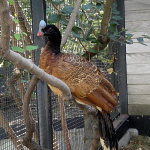 Northern Helmeted Curassow - Brown Morph