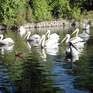 American White Pelicans