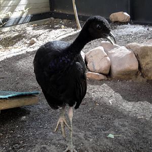 Grey-winged Trumpeter