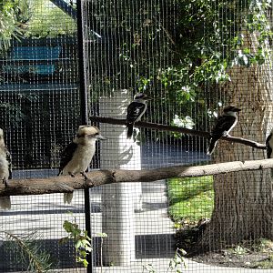 Laughing Kookaburra