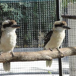 Laughing Kookaburra
