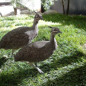 Elegant Crested Tinamou