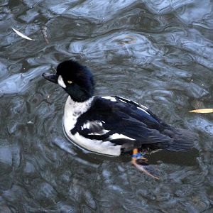 Barrow's Goldeneye