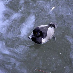Ring-necked Duck