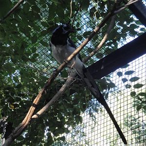 Black-throated Magpie Jay